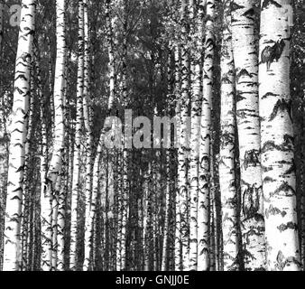 Les troncs d'arbres de bouleau blanc et noir Banque D'Images