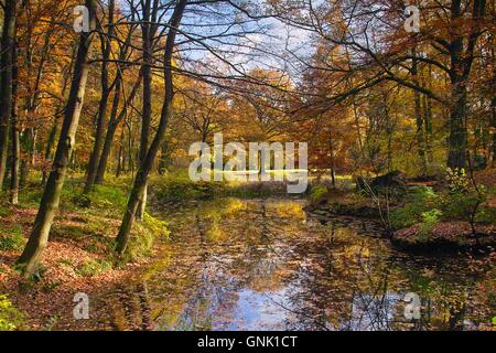 Paysage d'automne, le paysage du parc coloré en automne, réflexions sur un étang, arbres, Parc Atkinson, Brême, Allemagne, Magnus St. Banque D'Images