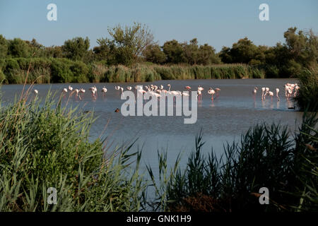 Volée de flamants roses, d'oiseaux dans les eaux de la rivière en Camargue, dans le sud de la France. Les animaux sauvages, la faune française, de la nature, de la faune Banque D'Images