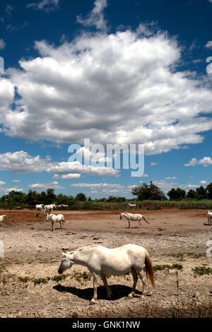 Troupeau de chevaux blancs dans un ranch en Camargue, dans le sud de la France. Les animaux domestiques à l'extérieur stable dans la ferme française, faune, nature Banque D'Images