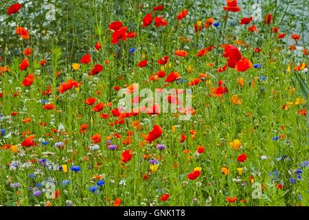 Fleurs sauvages colorées, champ de pavot (Papaver rhoeas) avec Bleu bleuet (Centaurea cyanus), Banque D'Images