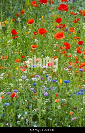 Fleurs sauvages colorées, champ de pavot (Papaver rhoeas) avec Bleu bleuet (centaurea cyanus), Banque D'Images