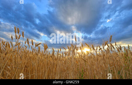 Dans le cadre de moisson d'or blue cloudy sky sur le coucher du soleil. Banque D'Images