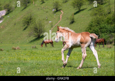 Petit poulain sur un champ d'herbe verte Banque D'Images