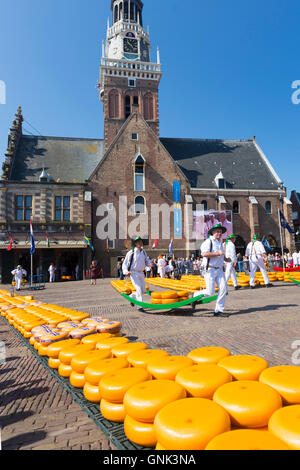 Porteurs / Roues / transporteurs transportant des séries de Gouda en civière à Waagplein Square, le marché aux fromages d'Alkmaar, l'Netherl Banque D'Images