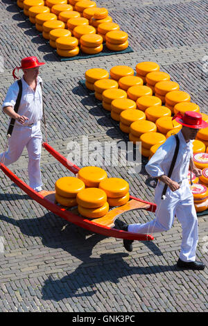 Porteurs / Roues / transporteurs transportant des séries de Gouda en civière à Waagplein Square, le marché aux fromages d'Alkmaar, l'Netherl Banque D'Images