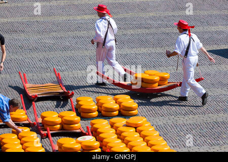 Porteurs / Roues / transporteurs transportant des séries de Gouda en civière à Waagplein Square, le marché aux fromages d'Alkmaar, l'Netherl Banque D'Images