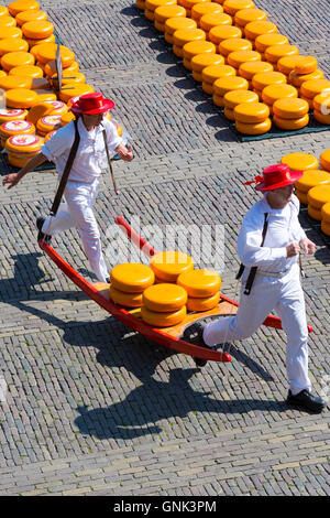 Porteurs / Roues / transporteurs transportant des séries de Gouda en civière à Waagplein Square, le marché aux fromages d'Alkmaar, l'Netherl Banque D'Images