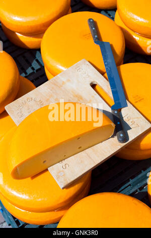 Couteau de coupe avec roues / tours de Gouda au marché du fromage d'Alkmaar, Pays-Bas Banque D'Images