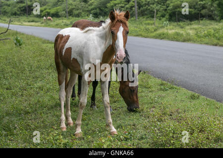 Deux chevaux qui broutent à proximité d'une route sur l'île de Vieques Banque D'Images