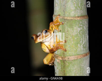 Rosenberg [Hypsiboas rosenbergi rainette] sur l'arbre de bambou dans la nuit. Costa Rica. Banque D'Images