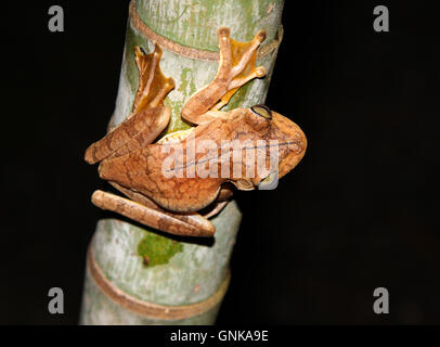 Rosenberg [Hypsiboas rosenbergi rainette] sur l'arbre de bambou dans la nuit. Costa Rica. Banque D'Images