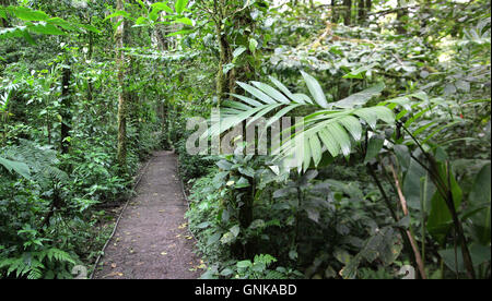 L'homme a fait chemin dans la réserve de la forêt de nuages de Monteverde, Costa Rica. Banque D'Images