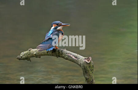 Kingfisher Alcedo atthis femelle-. Uk Banque D'Images