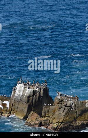 Les pélicans sur les roches dans l'océan Pacifique au large de la côte d'Acapulco, Mexique Banque D'Images