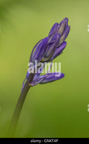 Macro shot of Common Bluebell, souches Hyacinthoides non-scripta, England, UK Banque D'Images