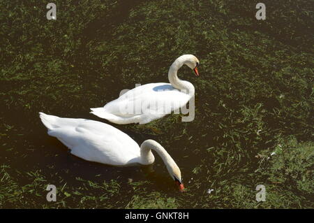 Deux cygnes blancs sur un lac Banque D'Images