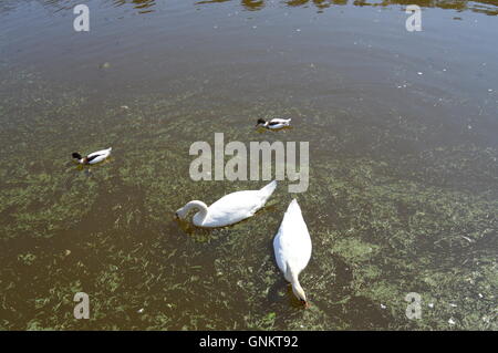 Deux cygnes et deux canards sur un lac Banque D'Images