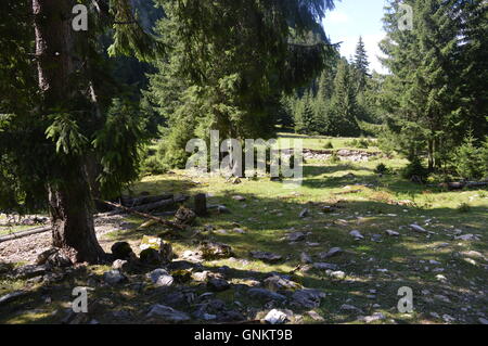 Une clairière dans une forêt de conifères Banque D'Images