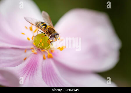 Hoverfly assis sur une fleur Banque D'Images