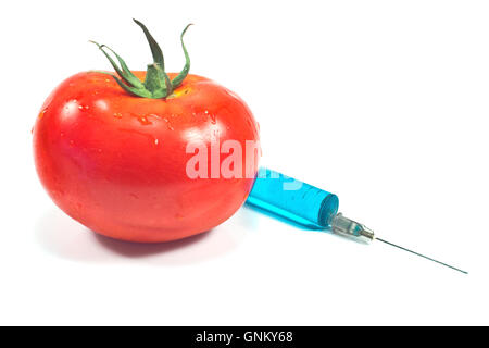 L'injection pour l'une des tomates génétiquement modifiées isolated Banque D'Images