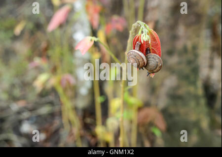 Les escargots se reproduisent sur des feuilles rouges. Focus sélectif. Banque D'Images