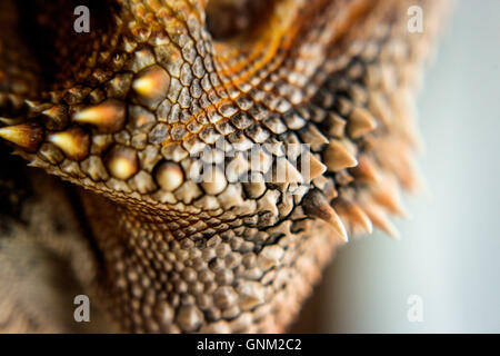 Plan Macro sur les écailles d'un dragon barbu Banque D'Images