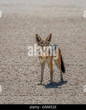 Le chacal à dos noir (Canis mesomelas), Etosha National Park, Iceland Banque D'Images