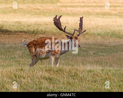 Cerf daim Banque D'Images