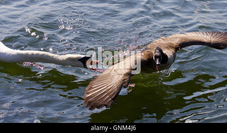 Image incroyable avec une colère swan qui attaquent une bernache du Canada Banque D'Images