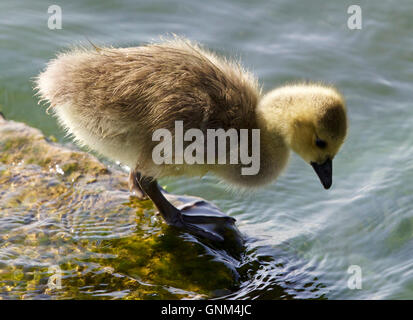 Cute chick des bernaches du Canada est à la recherche dans l'eau Banque D'Images