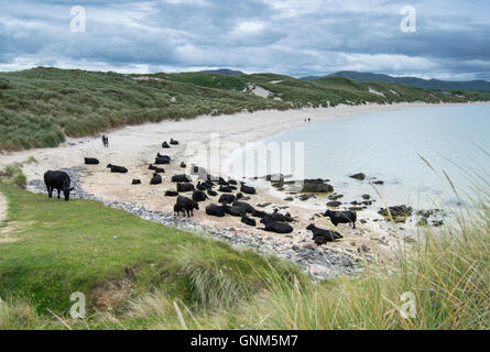 Les vaches sur la plage de Balnakeil, Durness, Ecosse Banque D'Images