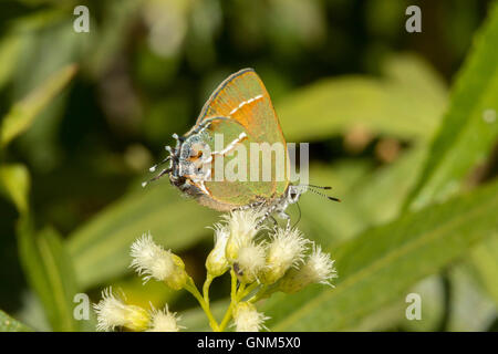 Hairstreak Callophrys gryneus Juniper Santa Rita Mountains, Arizona, United States 28 août des profils Lycaenidae l