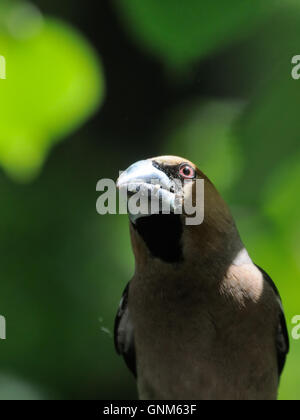 (Coccothraustes coccothraustes Hawfinch percheurs) à l'arbre en été. La région de Moscou, Russie Banque D'Images