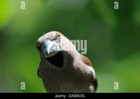 (Coccothraustes coccothraustes Hawfinch percheurs) à l'arbre en été. La région de Moscou, Russie Banque D'Images