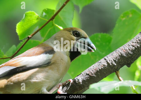 (Coccothraustes coccothraustes Hawfinch percheurs) à l'arbre en été. La région de Moscou, Russie Banque D'Images