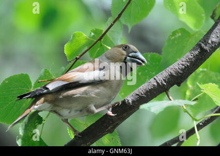 (Coccothraustes coccothraustes Hawfinch percheurs) à l'arbre en été. La région de Moscou, Russie Banque D'Images