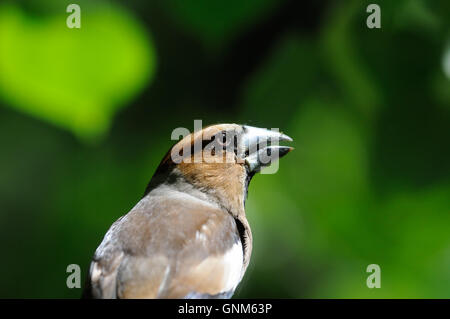 (Coccothraustes coccothraustes Hawfinch percheurs) à l'arbre en été. La région de Moscou, Russie Banque D'Images