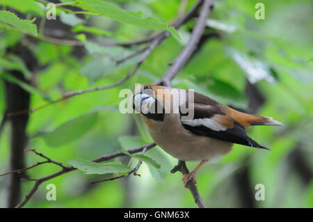 (Coccothraustes coccothraustes Hawfinch percheurs) à l'arbre en été. La région de Moscou, Russie Banque D'Images