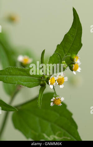 Galinsoga fleurs sur un fond vert, Close up