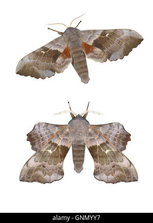 69,003 (1981) Eyed Hawk-moth - Smerinthus ocellatus Banque D'Images