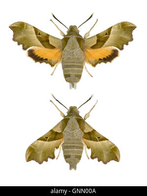 69,012 (1984a) Willowherb Hawk-moth - Proserpinus Proserpine Banque D'Images