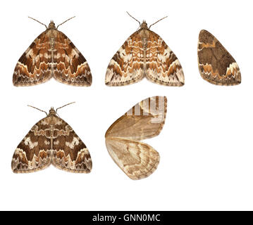 70,098 (1762) Tapis de marbre foncé - Chloroclysta citrata Banque D'Images