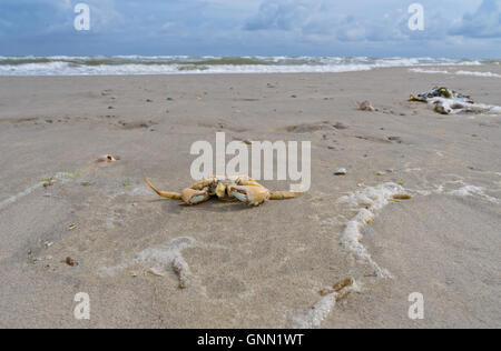 Crabe sur une plage de la mer du Nord Banque D'Images