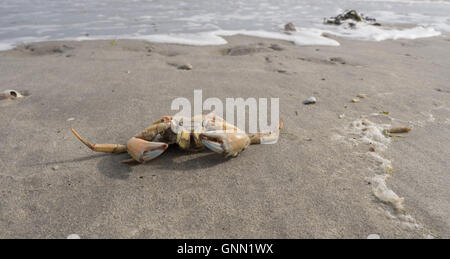 Crabe sur une plage de la mer du Nord Banque D'Images