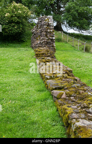 Hare Hill, Cumbria, England, UK. Une section du mur d'Hadrien, reconstruit au 19ème. Siècle. Banque D'Images