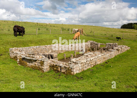 Northumberland, England, UK. Carrawburgh Brocolitia Temple Mithraïque (Temple de Mithra). Sentier du mur d'Hadrien. Banque D'Images