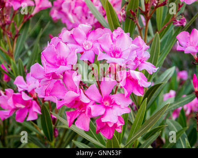 Fleur de laurier-rose (Nerium oleander). Parc naturel, de la Sierra de Mijas. La province de Malaga, Costa del Sol. Andalousie le sud de l'Espagne Europ Banque D'Images