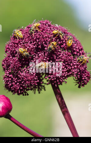 Les guêpes, Vespula vulgari, et une abeille, Apis mellifera, se nourrir du nectar de fleurs riche chef d'Angelica gigas Banque D'Images