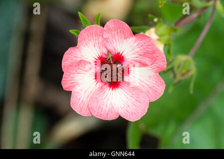 Rose pâle et blanc cinq pétales (potentille) fleur de la plante herbacée vivace rustique, Potentilla hopwoodiana x Banque D'Images